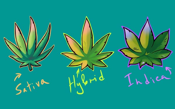 what to look for when buying cannabis flower 